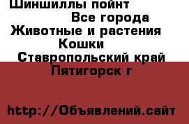 Шиншиллы пойнт ns1133,ny1133. - Все города Животные и растения » Кошки   . Ставропольский край,Пятигорск г.